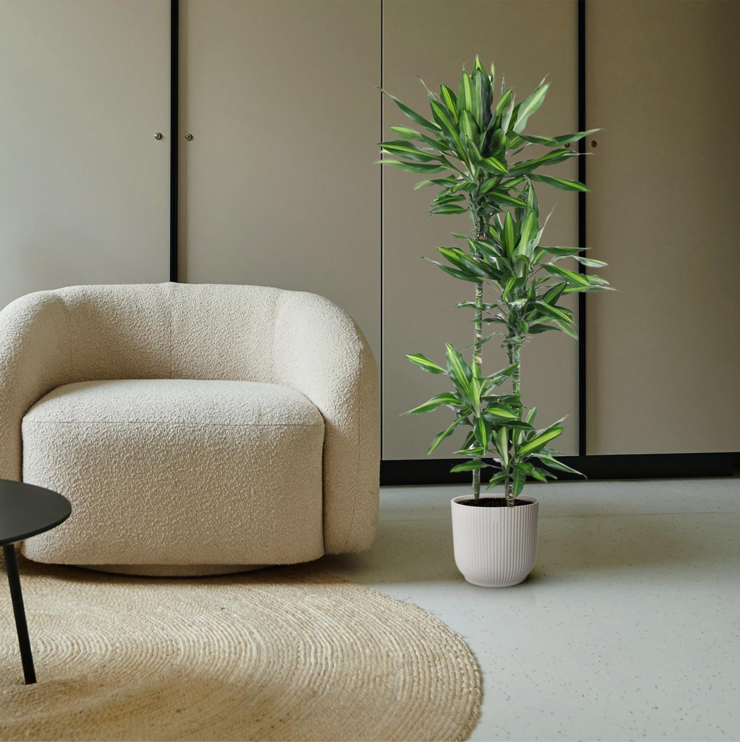 Dracaena Cintho – 150 cm, pflegeleichte Zimmerpflanze