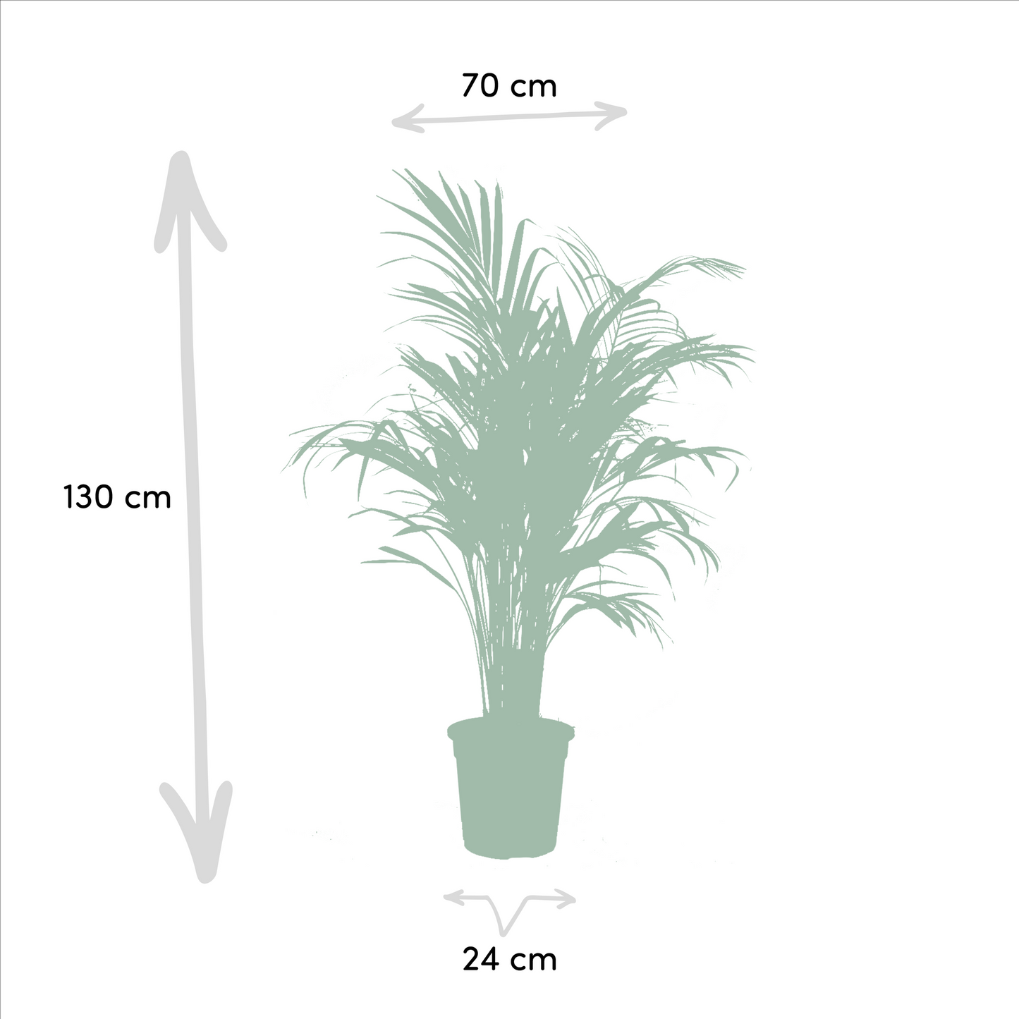 Areca-Palme & Yucca – Pflegeleichtes Zimmerpflanzen-Set