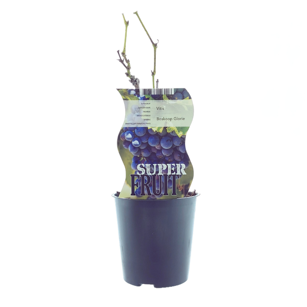 Blaue Traube 'Boskoop Glory' – Robuste Kletterpflanze Ø12cm