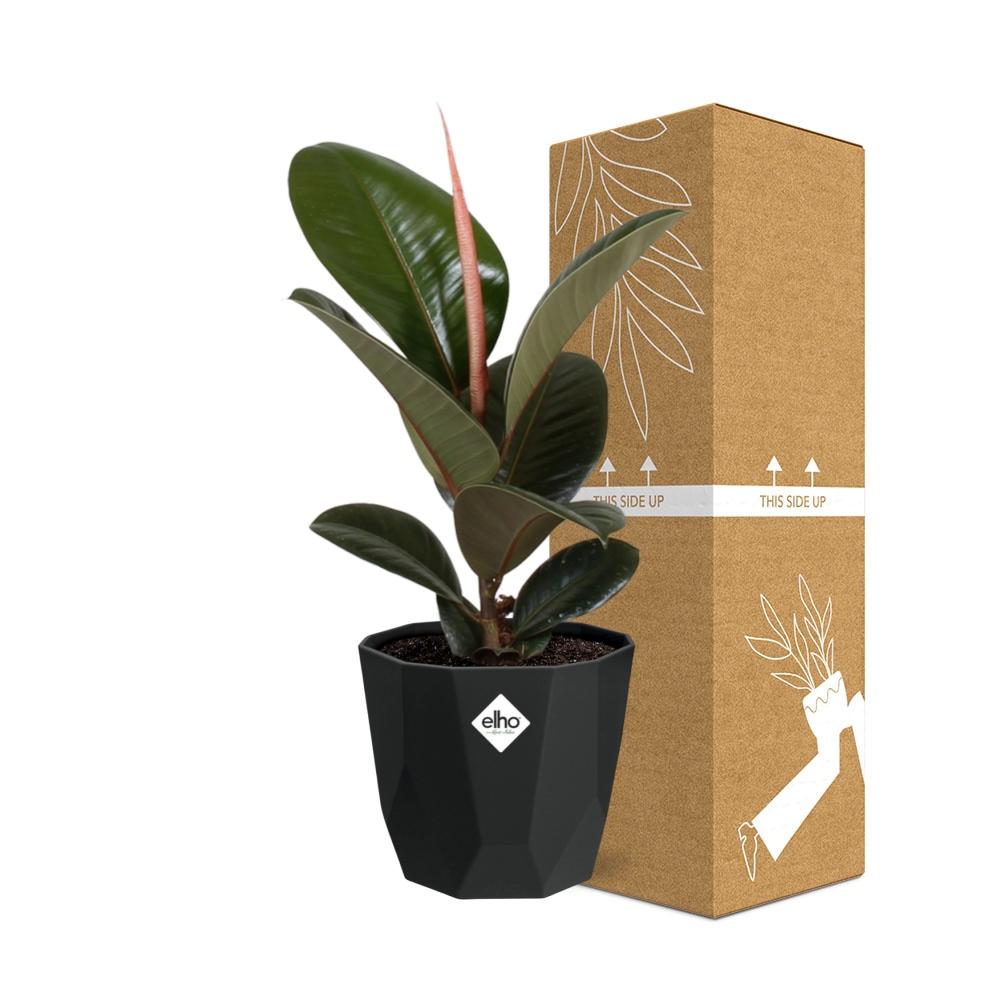 Ficus Elastica ‘Robusta’ – Pflegeleichte Zimmerpflanze 14cm