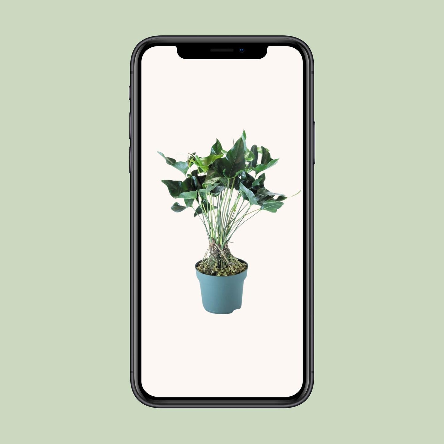 Anthurium Arrow – Pflegeleichte Zimmerpflanze Ø30cm, 80cm hoch