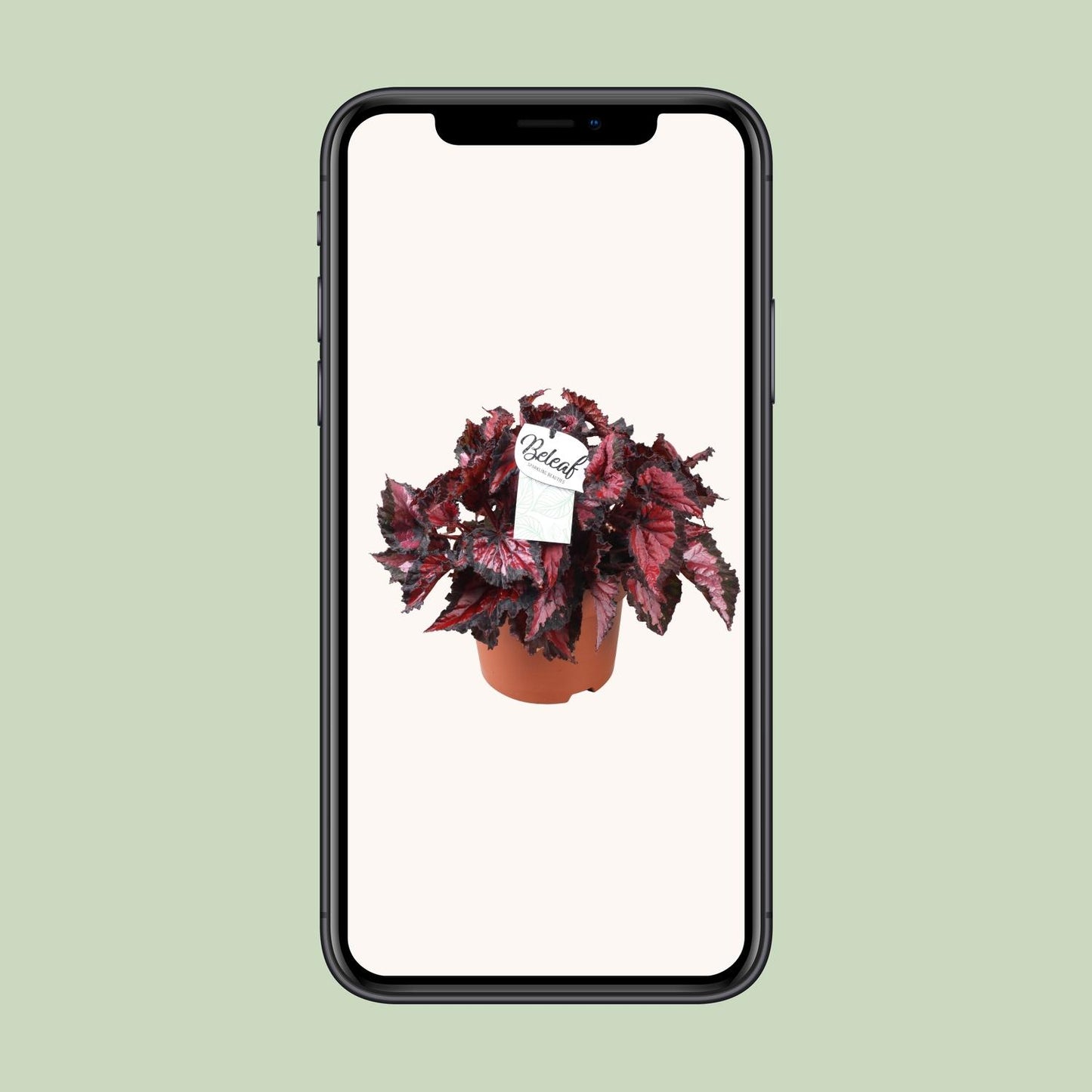 Begonia Beleaf Inca Night – Pflegeleichte Zimmerpflanze Ø17cm