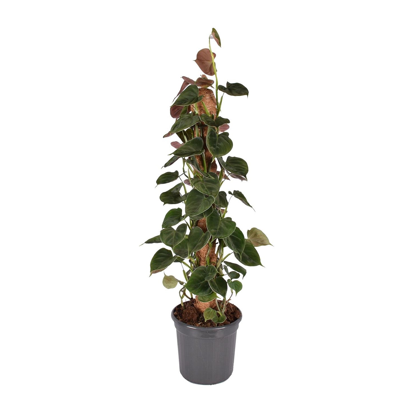 Philodendron Lupinum am Moosstab – 75 cm Kletterpflanze