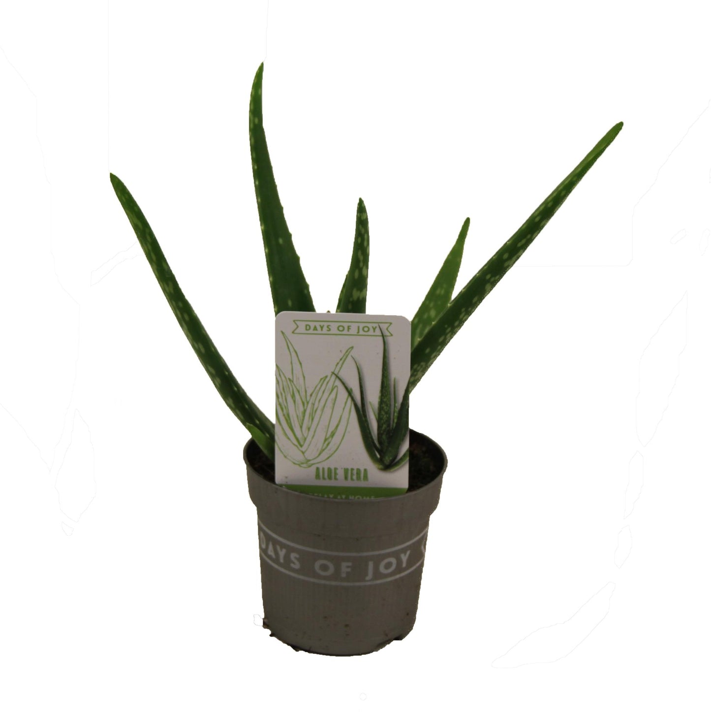 Aloe Vera Zimmerpflanze – Pflegeleicht & Dekorativ Ø10,5cm