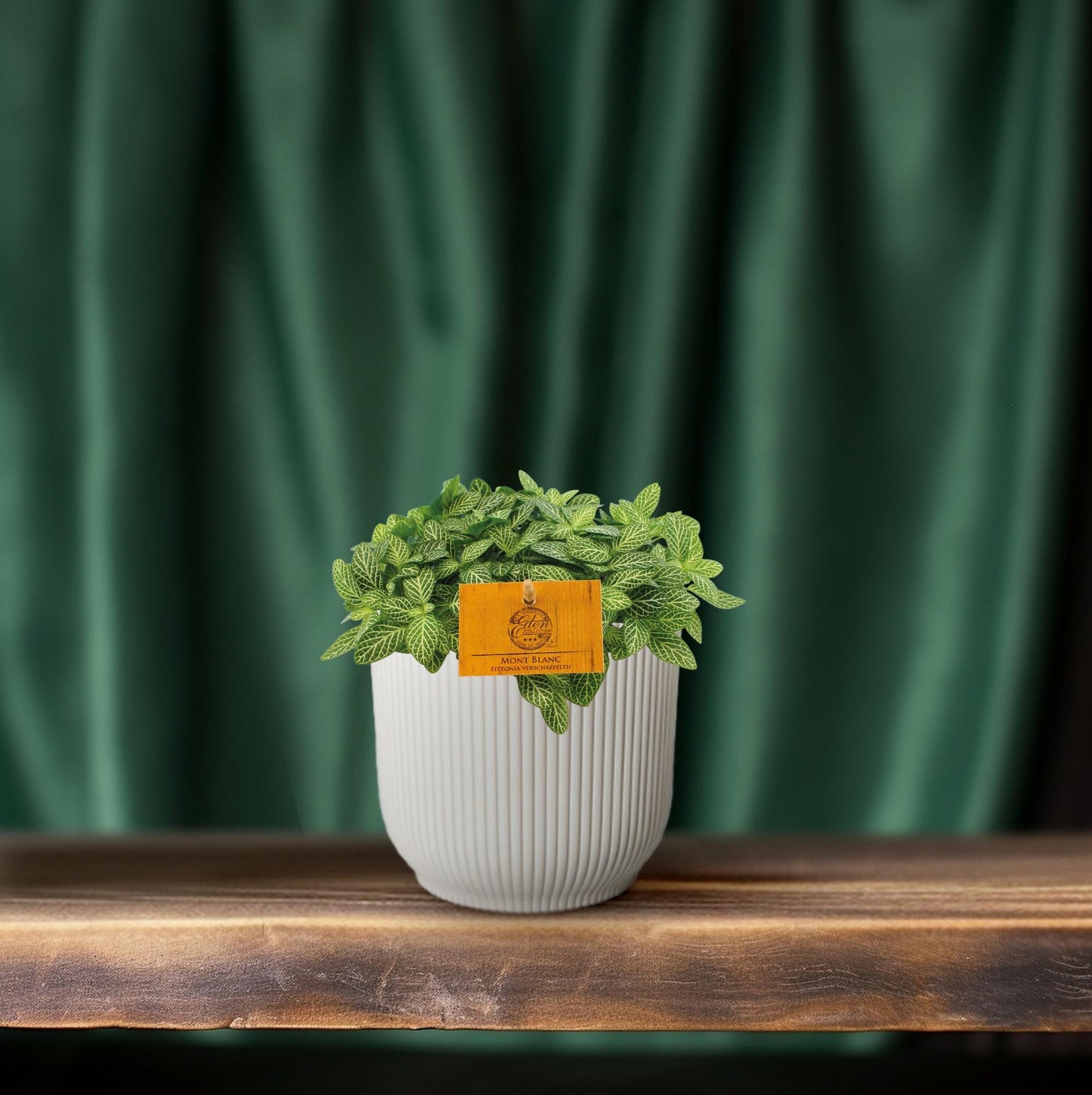 Fittonia Verschaffeltii 'Forest Flame' – Pflegleichte Mosaikpflanze Ø10,5cm