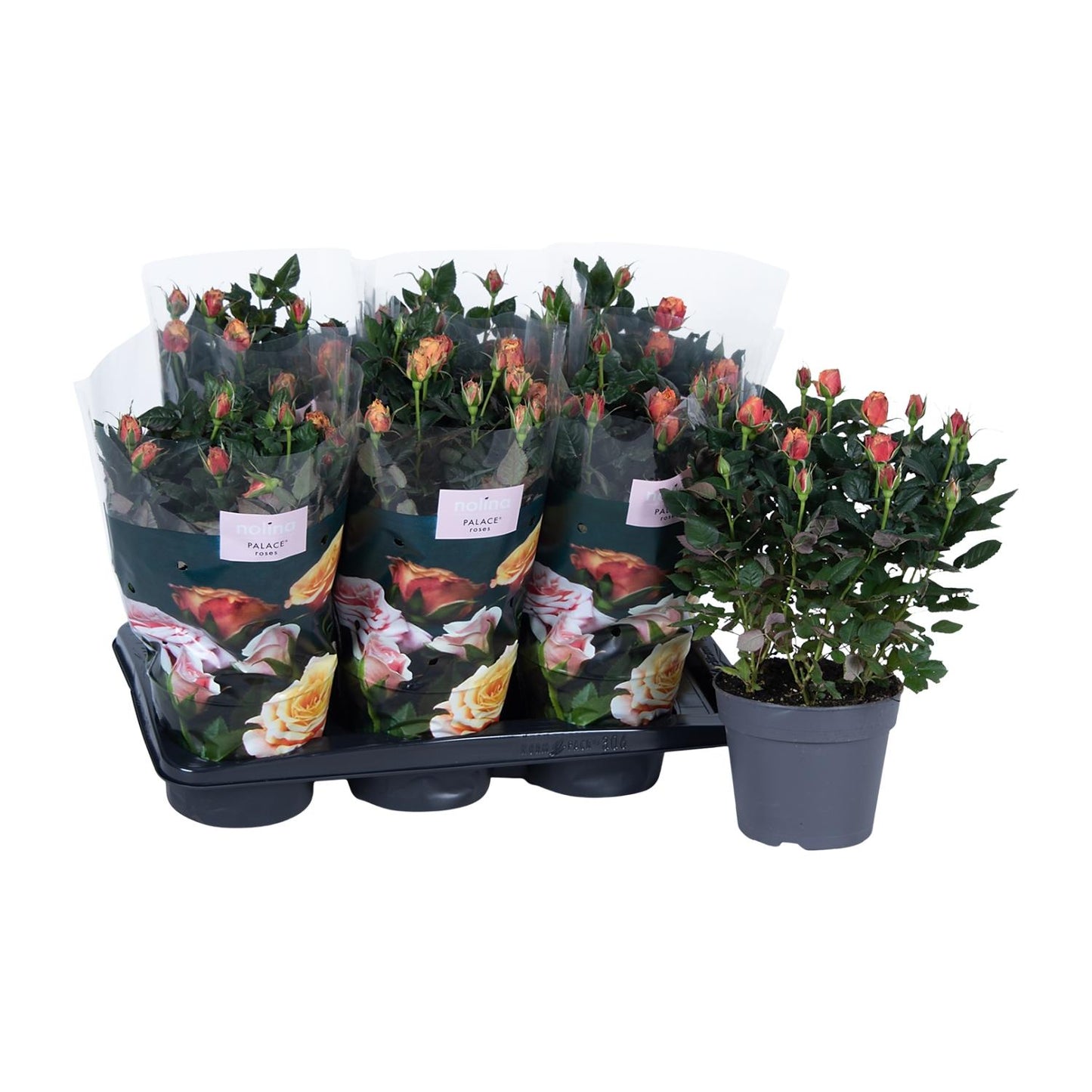 Topfrose Rosa Oranje Ø17cm – Blühende Eleganz & Pflegeleicht