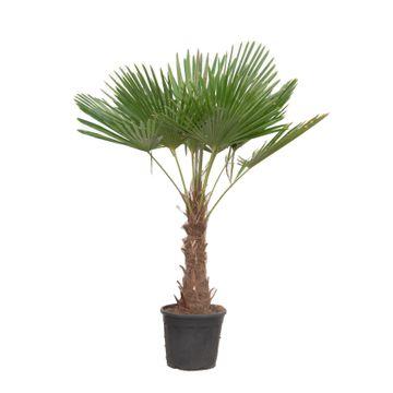 Trachycarpus Fortuneii Palme – 180-200 cm, Ø40 cm