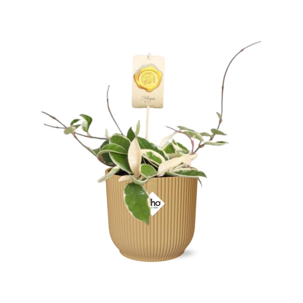 Hoya Carn.’Krimson Queen’ – Pflegeleichte Wachsblume im ELHO Vibes Fold 14cm Gelb
