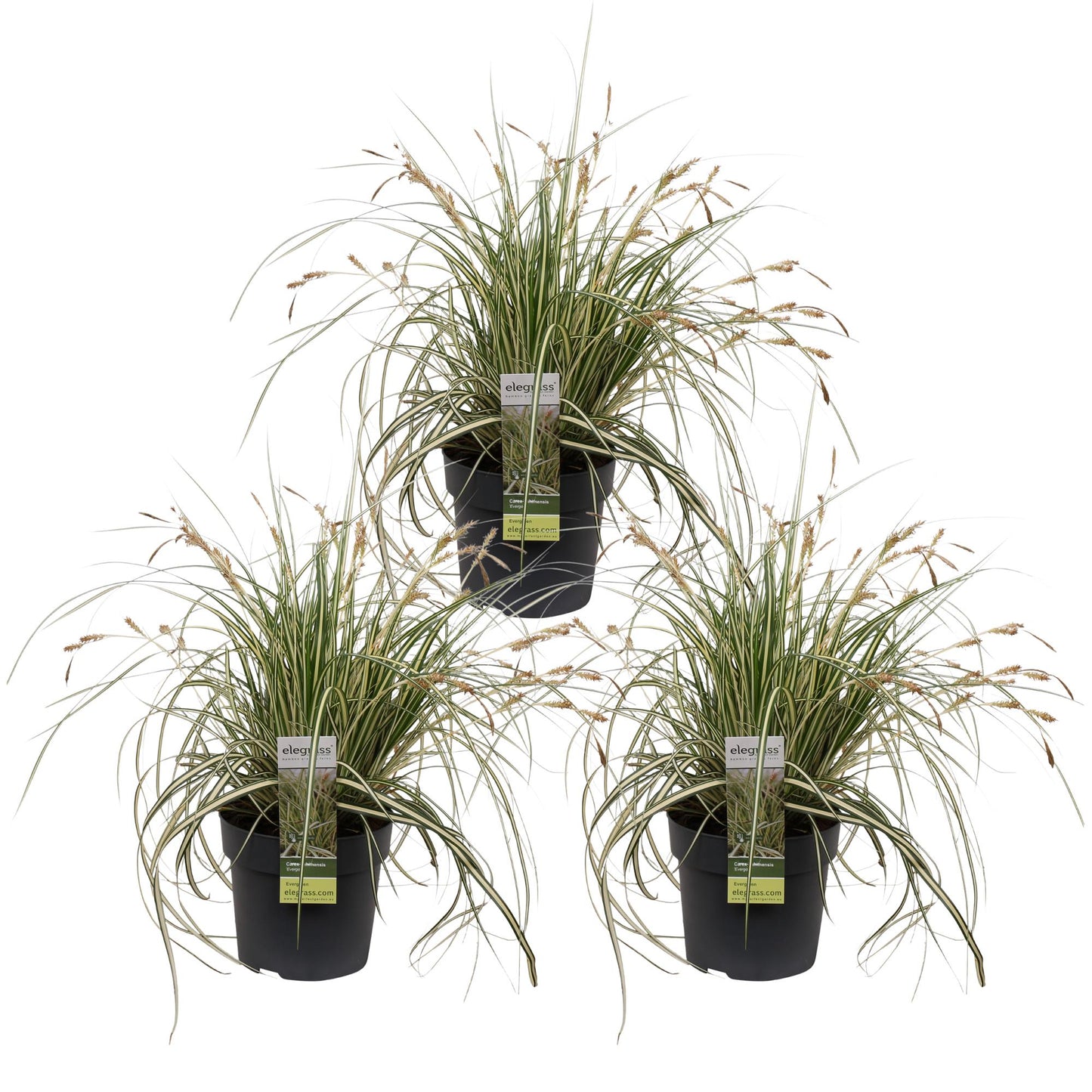 3x Carex hachijoensis 'Evergold' – Immergrünes Ziergras Ø14 cm
