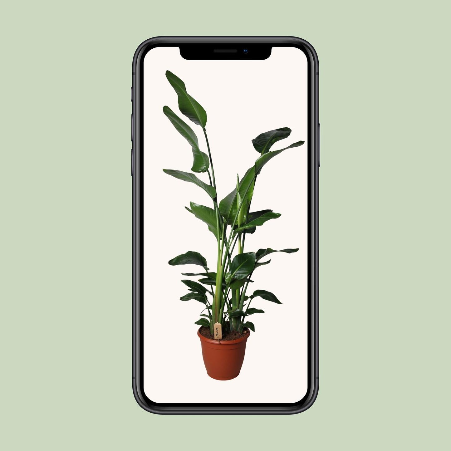 Strelitzia Nicolai – Exotische Paradiesvogelblume Ø36cm, 170cm hoch