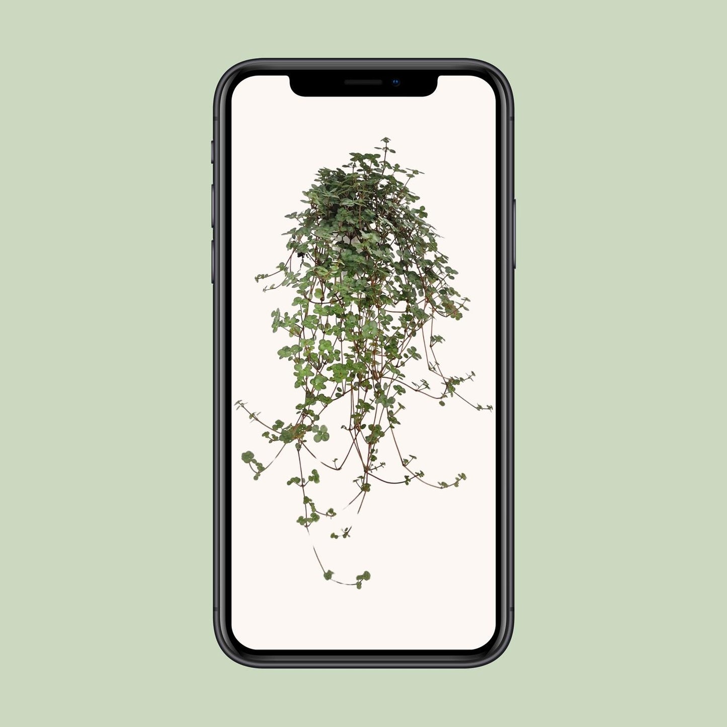 Pilea Glaucophylla – pflegeleichte Zimmerpflanze Ø11 cm