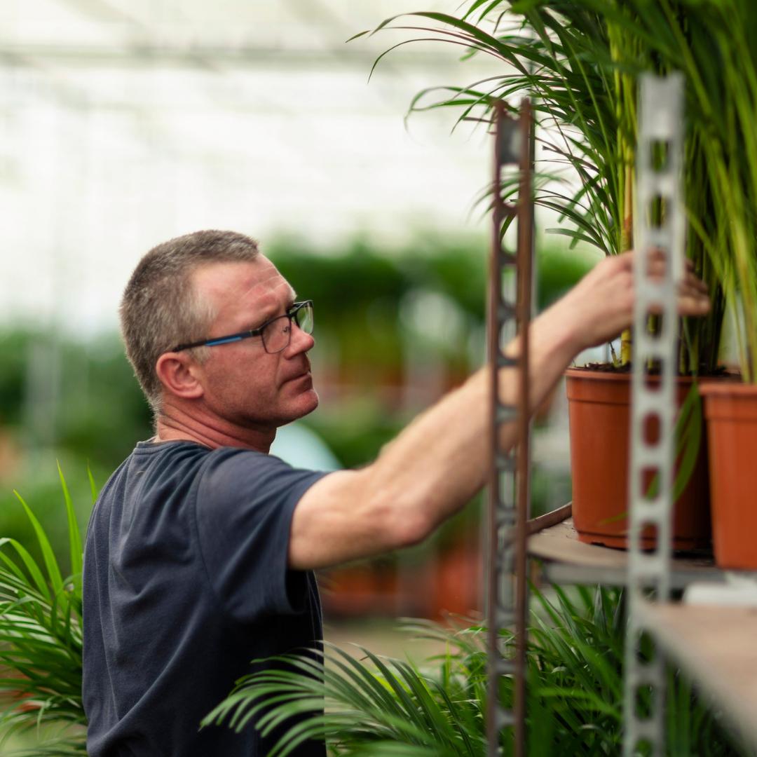 Set Dracaena & Yucca – Pflegeleichte Exoten 70-90cm