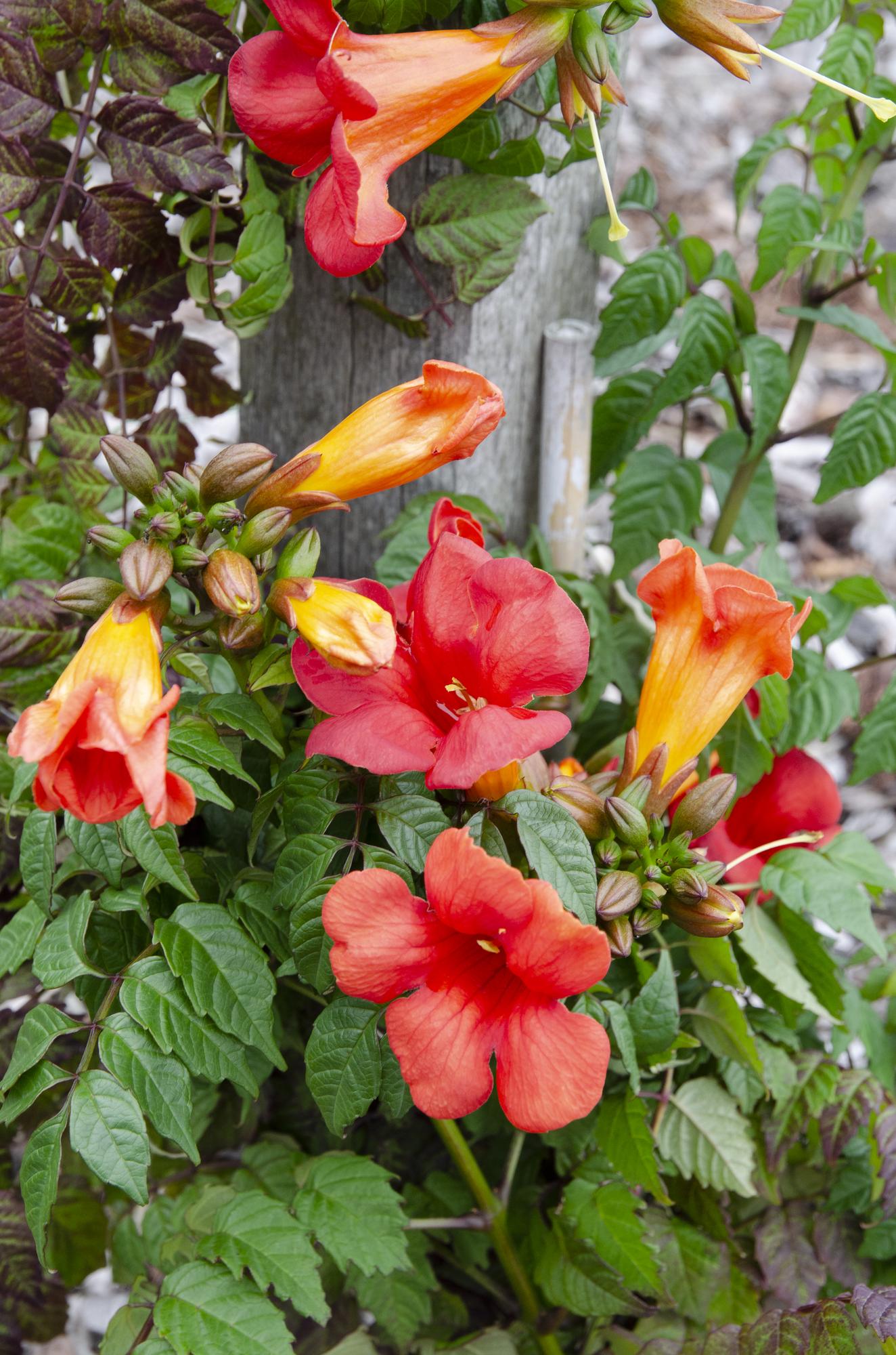 2x Campsis Summer Jazz 'Fire Trumpet' – Rote Trompetenblüte, 65 cm