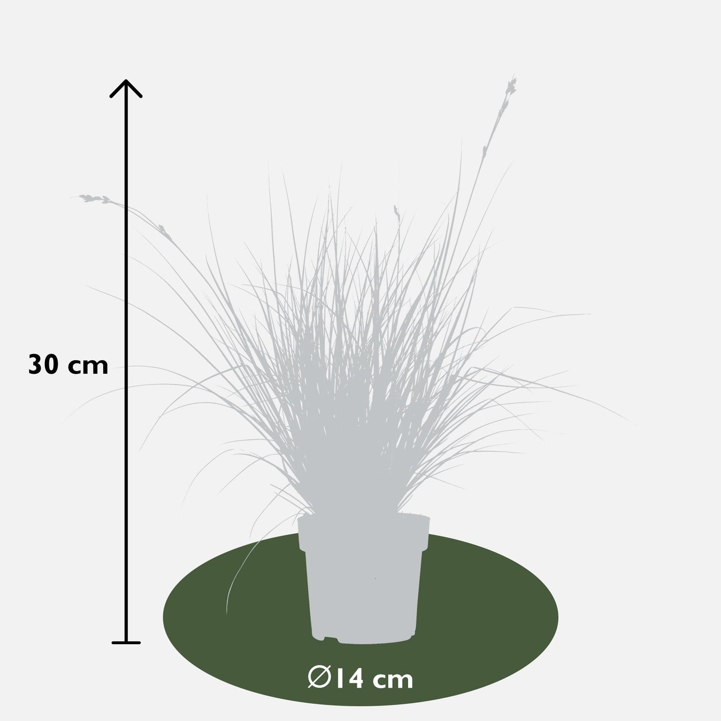 5er Set Carex Mix – Pflegeleichte Ziergräser Ø14cm