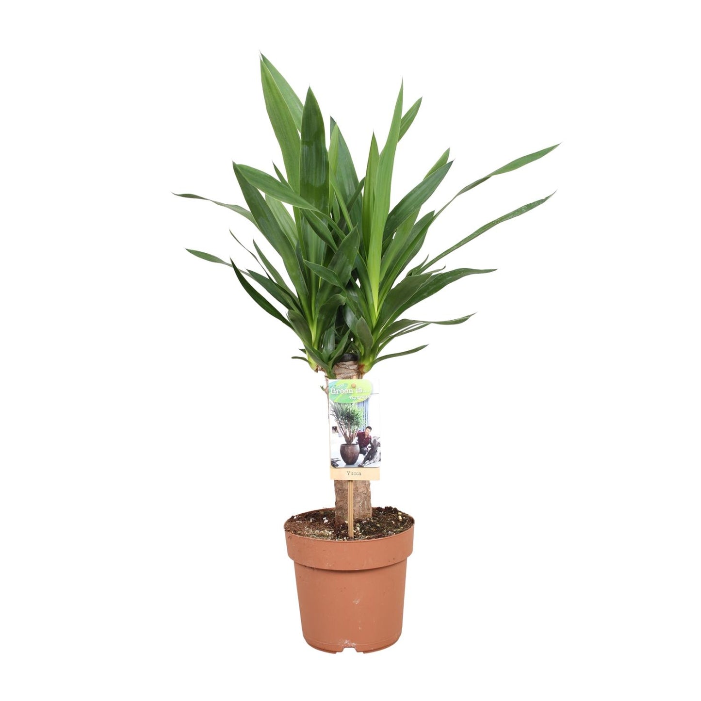 Yucca Elephantipes Ø17cm – Pflegeleichte Zimmerpflanze bis 60cm