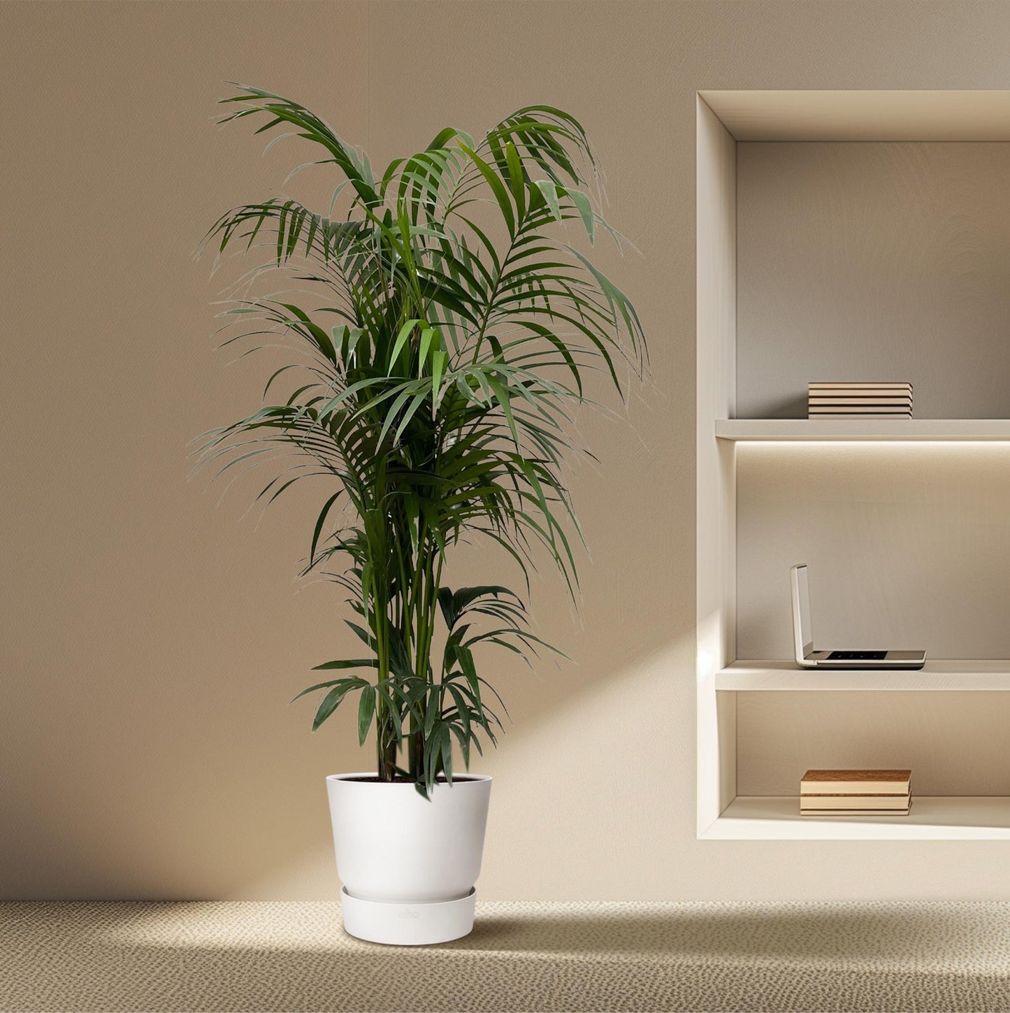 Kentia-Palme – Elegante und pflegeleichte Zimmerpflanze