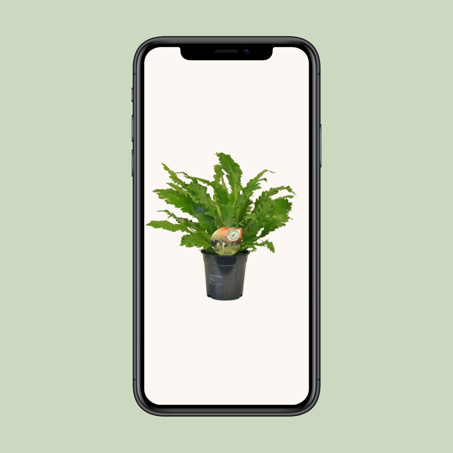 Asplenium Campio – Pflegeleichter Zimmerfarn Ø17cm
