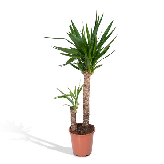 Yucca Elephantipes – Pflegeleichte, luftreinigende Zimmerpflanze Ø21cm