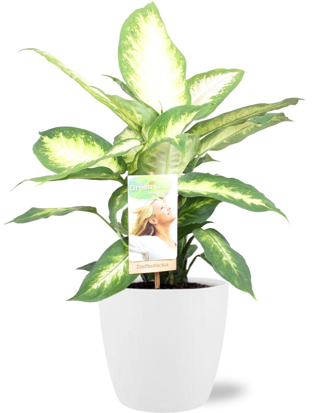 Dieffenbachia Camilla Ø17cm mit weißem Übertopf – pflegeleicht & dekorativ