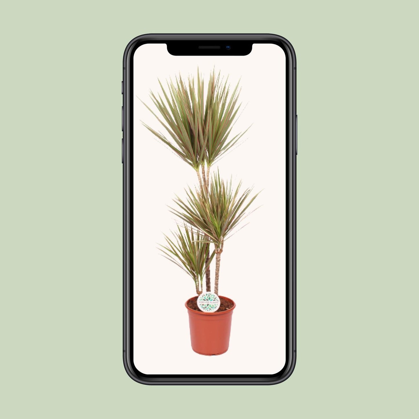 Dracaena Bicolor – Pflegeleichter Drachenbaum Ø24cm, 115cm hoch