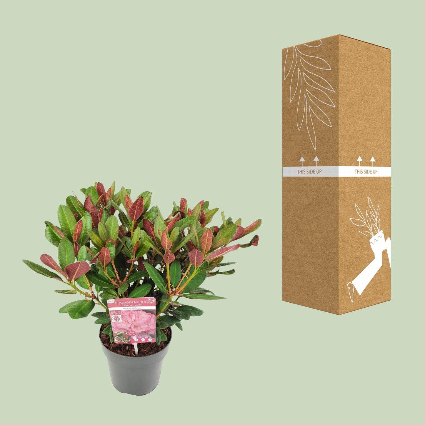 Rhododendron 'Wine & Roses' – pflegeleichte Zimmerpflanze 45 cm