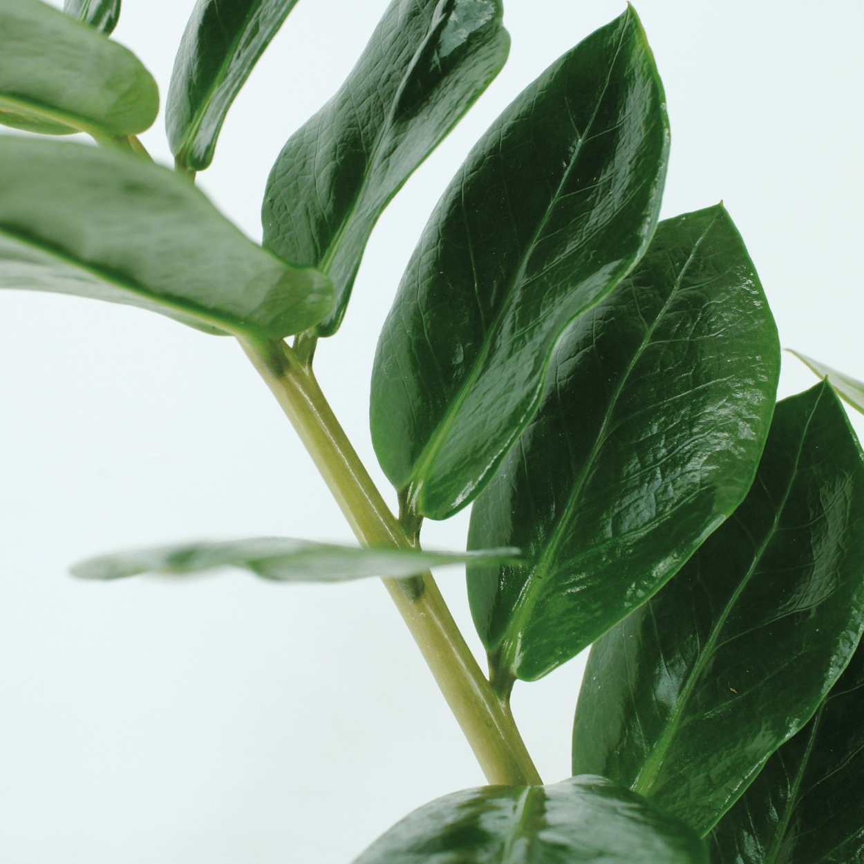 2x Zamioculcas Zamiifolia – Smaragdpalme, 50 cm, ø14 cm