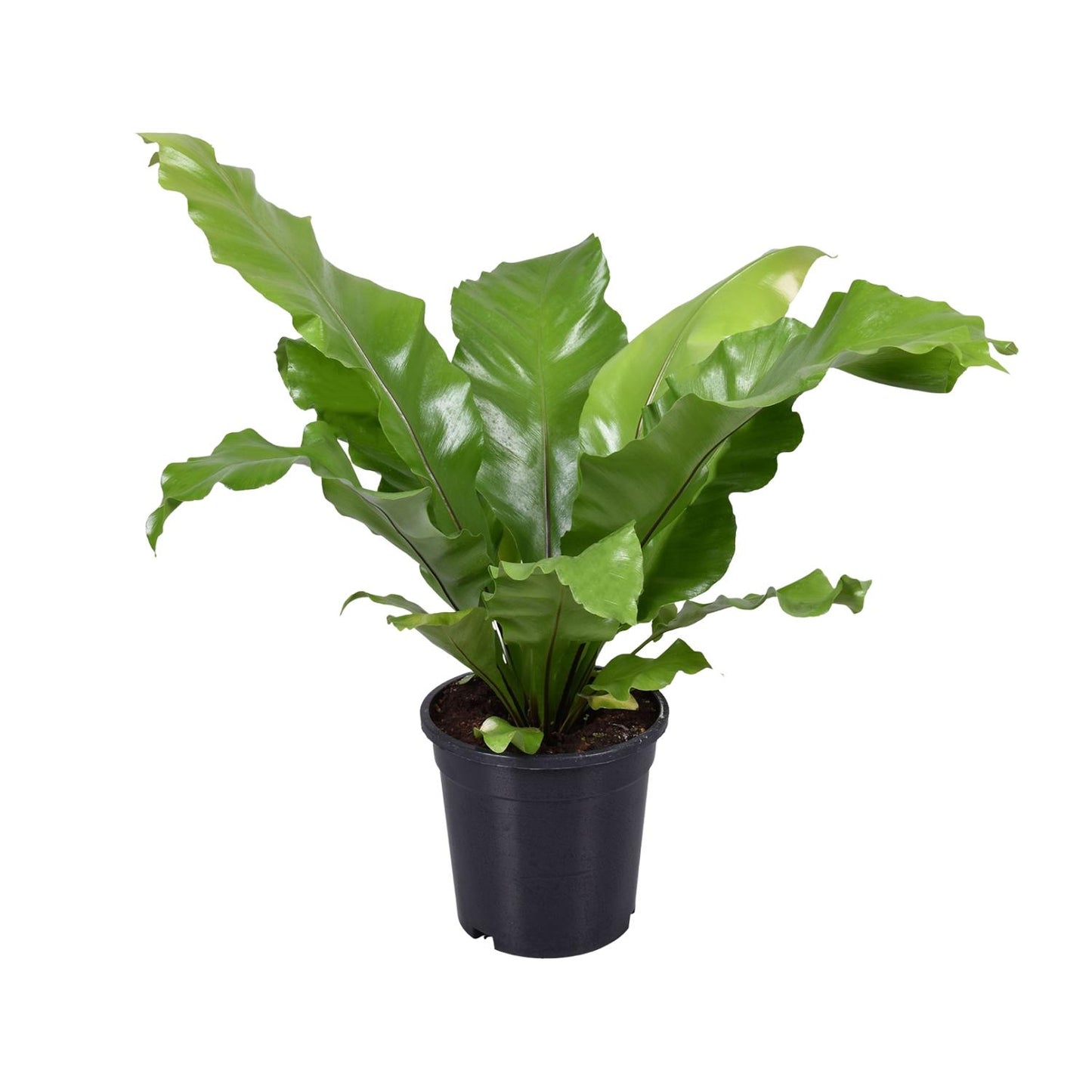 Asplenium Nidus – Pflegerleichter Vogelnestfarn Ø17cm