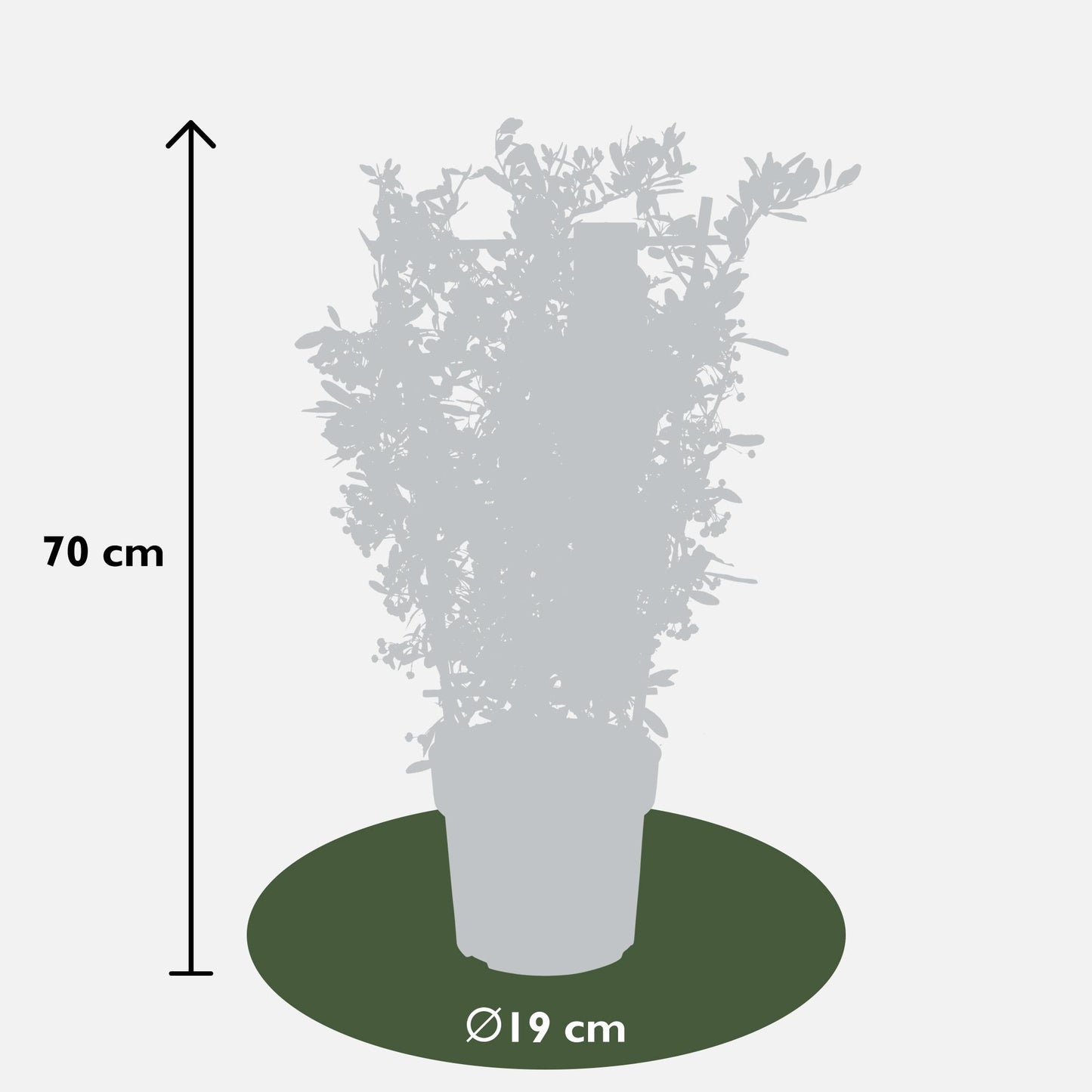 Pyracantha coccinea Red Star – Immergrüner Feuerdorn mit roten Beeren
