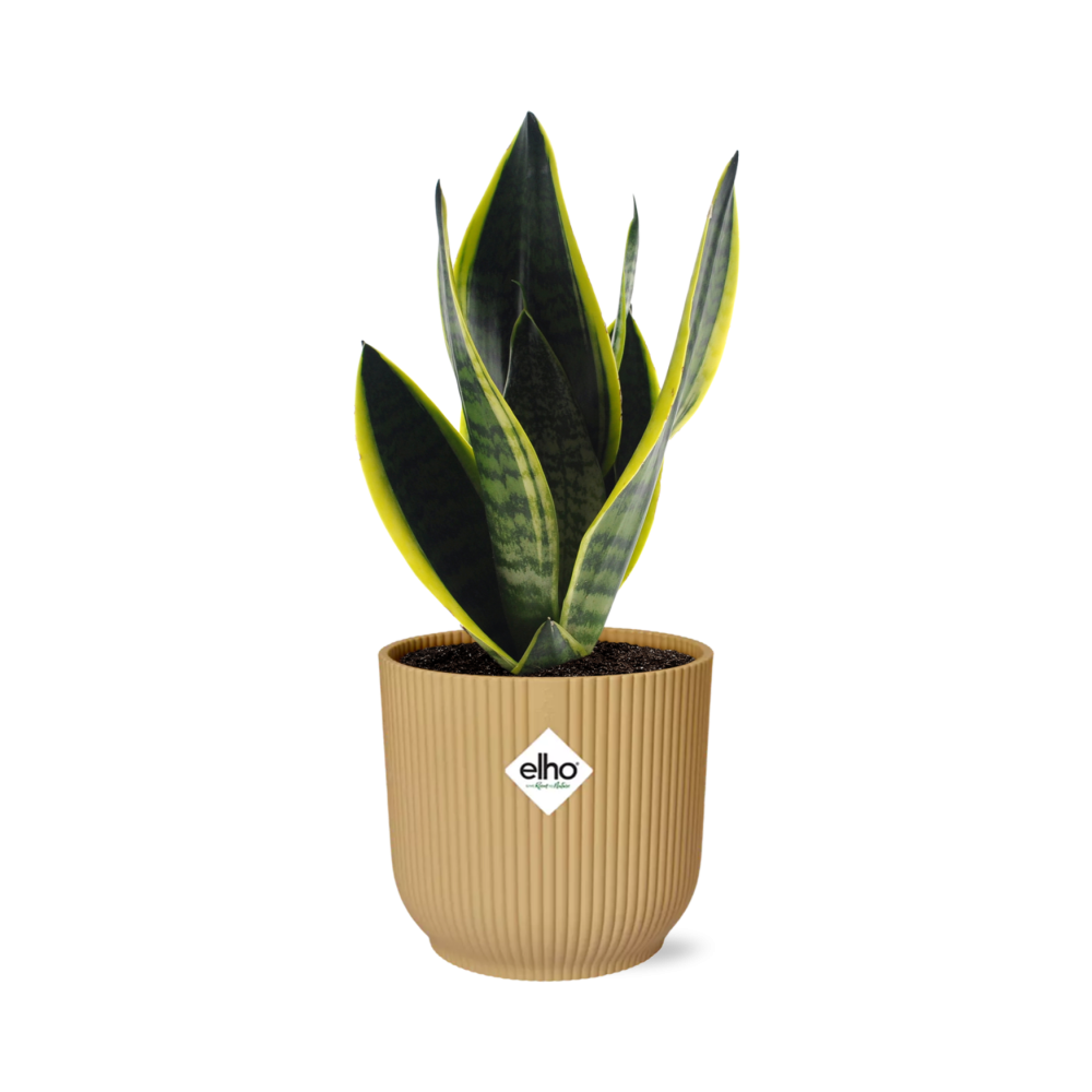 Sansevieria Futura Superba in ELHO Vibes Fold 14cm Gelb