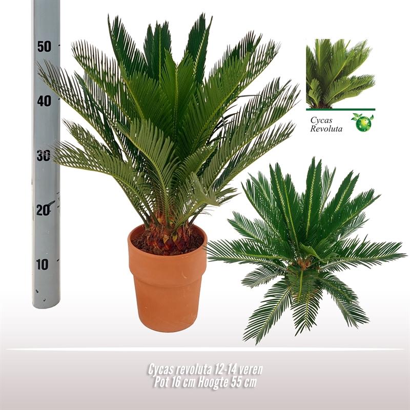 Cycas Revoluta – Robuste & pflegeleichte Zimmerpflanze Ø16 cm
