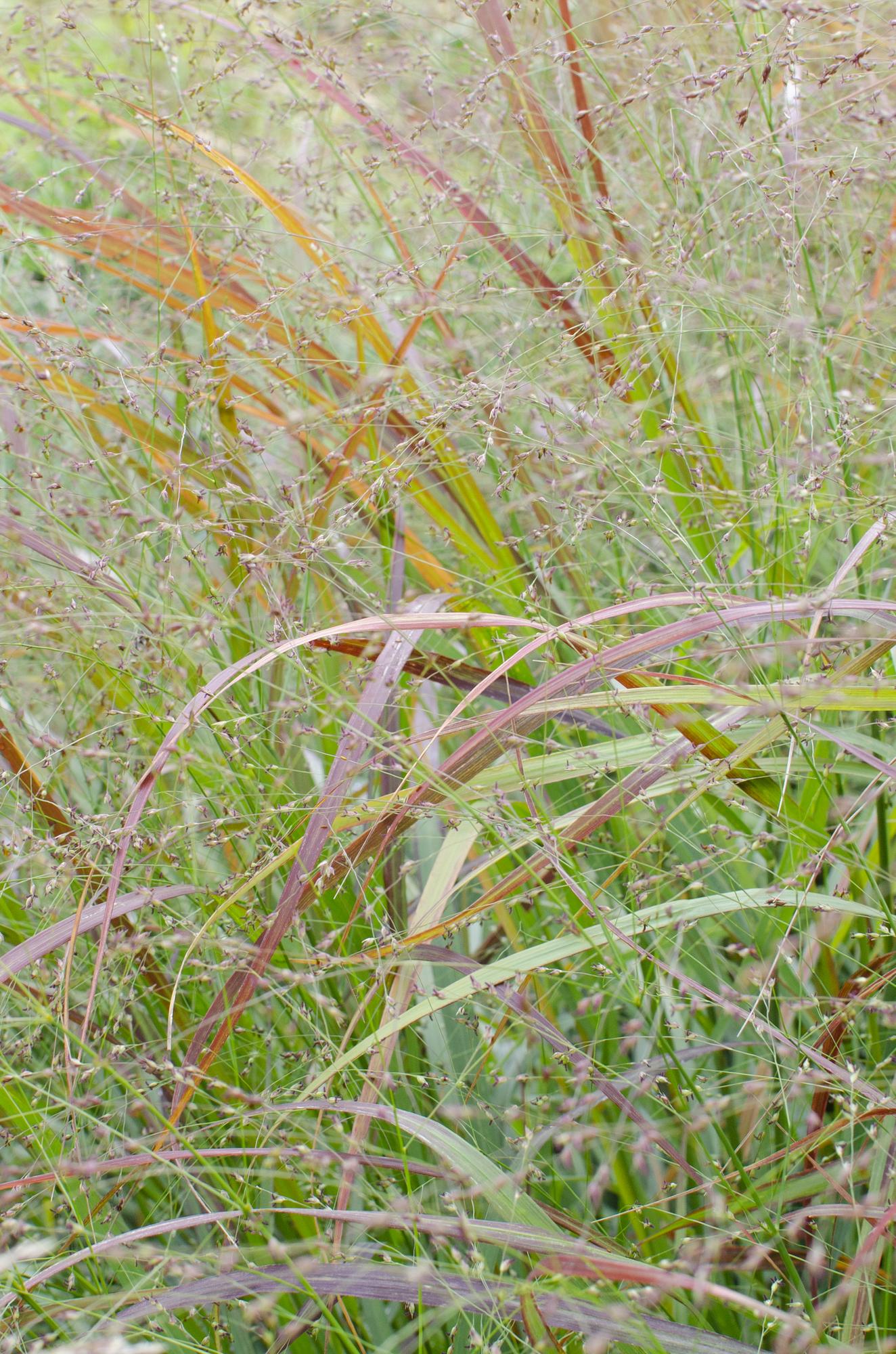 Panicum virgatum Cheyenne Sky – Kompaktes Ziergras Ø23cm