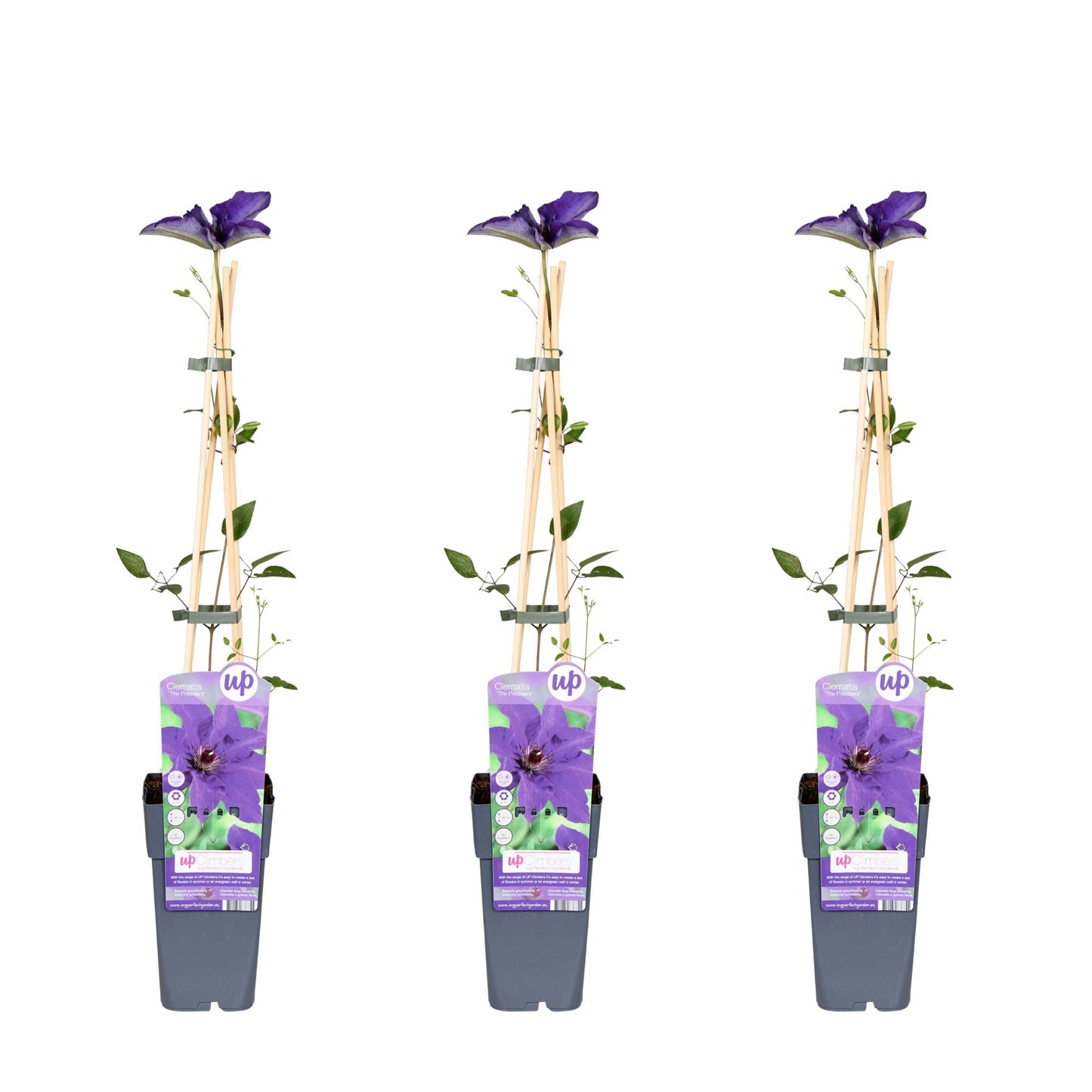3x Clematis The President – Kletterpflanze Ø15cm, 65cm hoch