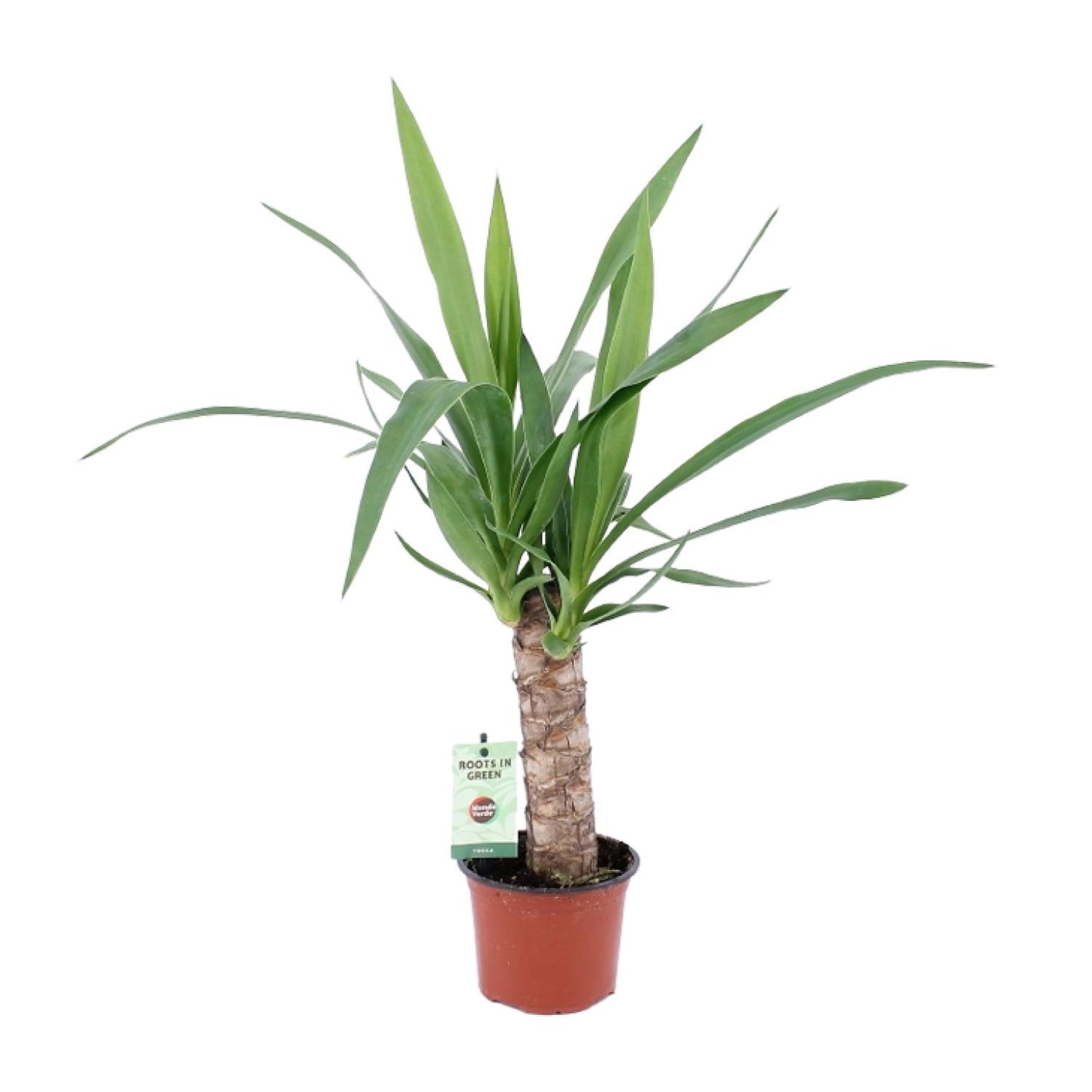 Yucca-Pflanze Ø12cm, ca. 50cm hoch – pflegeleicht & elegant