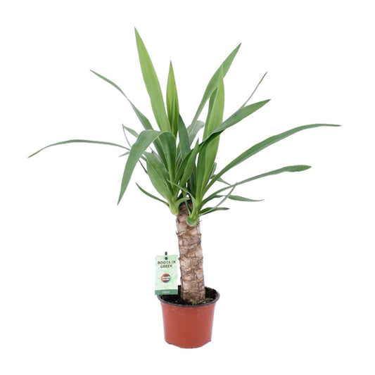 Yucca-Pflanze Ø12cm, ca. 50cm hoch – pflegeleicht & elegant