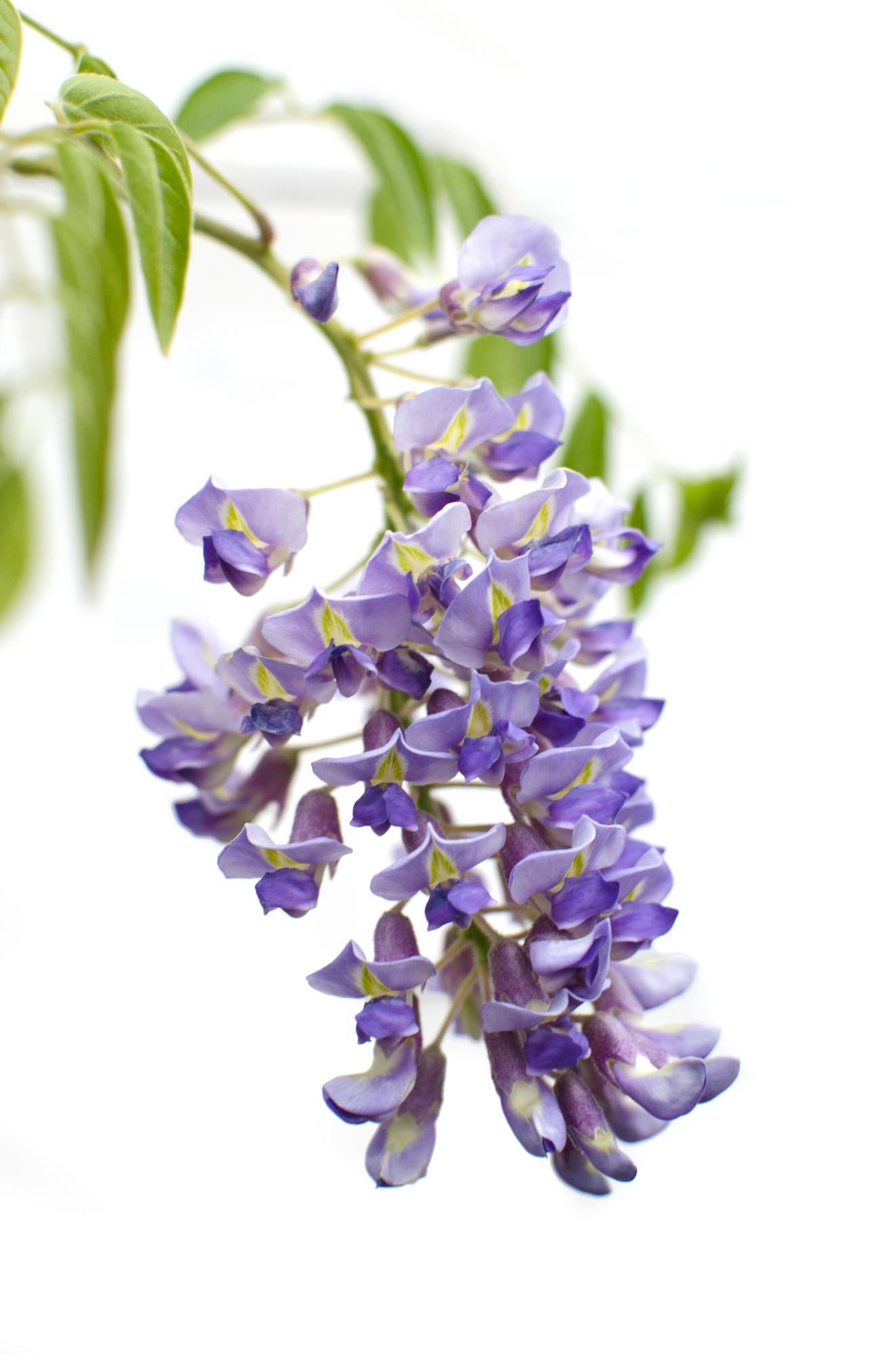2x Wisteria sinensis 'Prolific' – Blauer Regen, Kletterpflanze Ø15cm