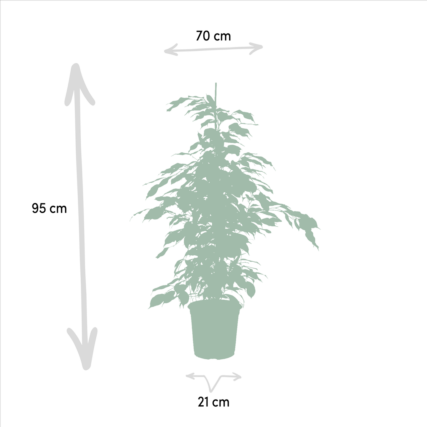 Ficus Benjamina Trio – Pflegeleichte Zimmerpflanzen Ø21cm