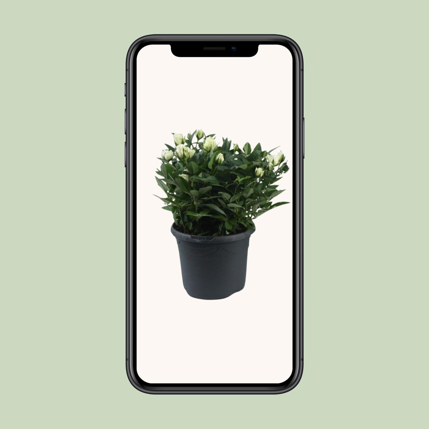 Rosa Jewel Patio White – Elegante Topfrose Ø17cm