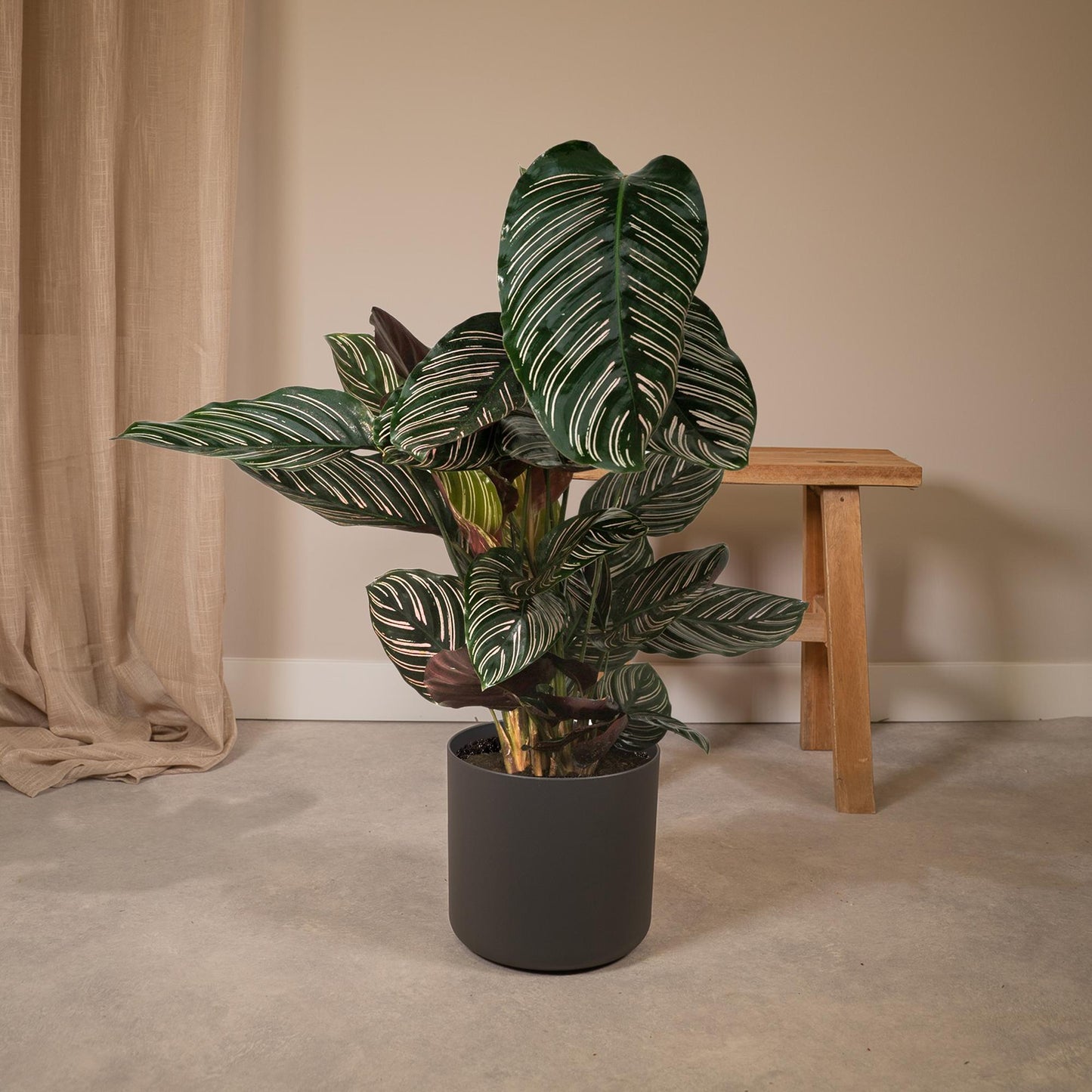 Calathea Ornata – Pflegeleichte Zimmerpflanze Ø19cm