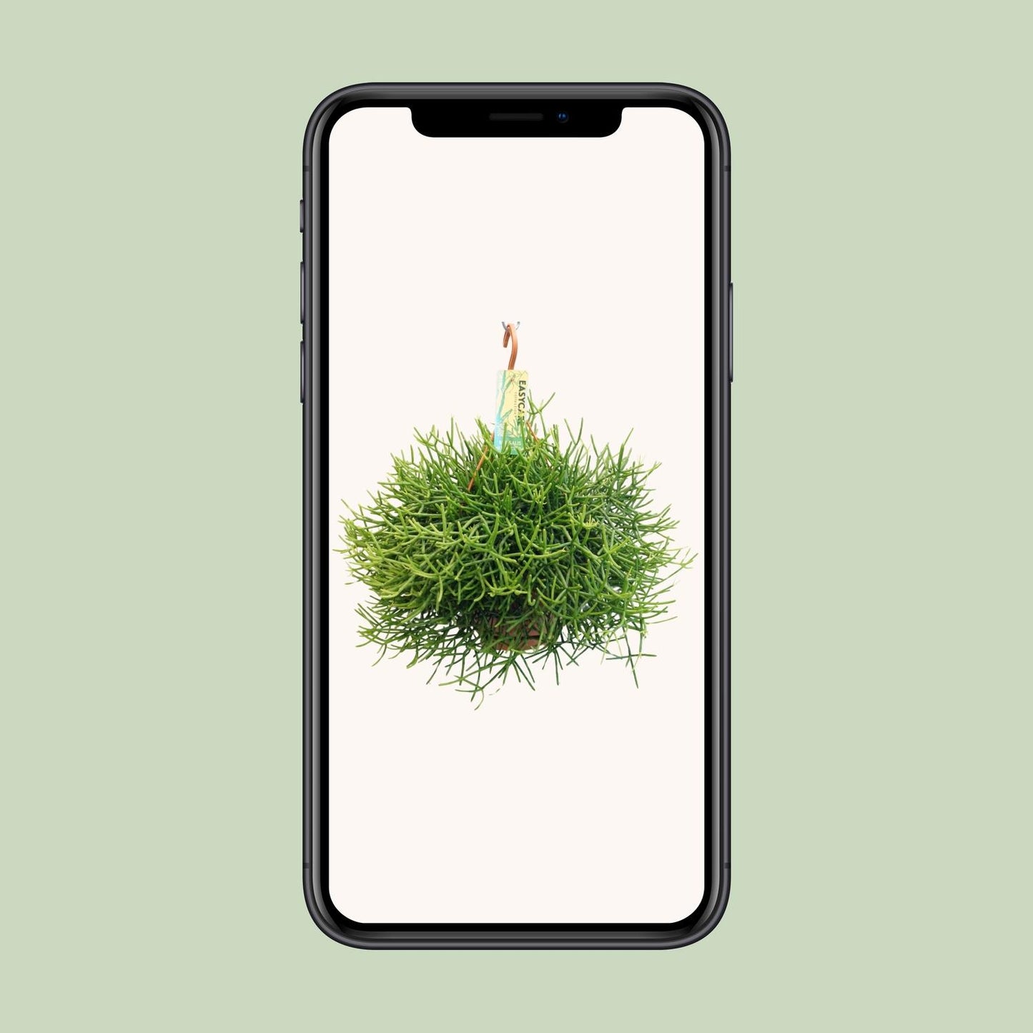 Rhipsalis Heteroclada – Pflegeleichte Zimmerpflanze Ø21 cm