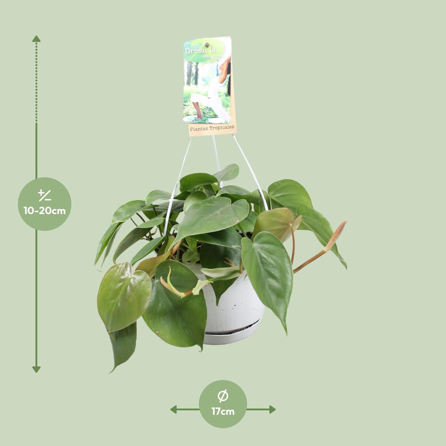 Philodendron Scandens – Pflegeleichte Zimmerpflanze Ø17cm