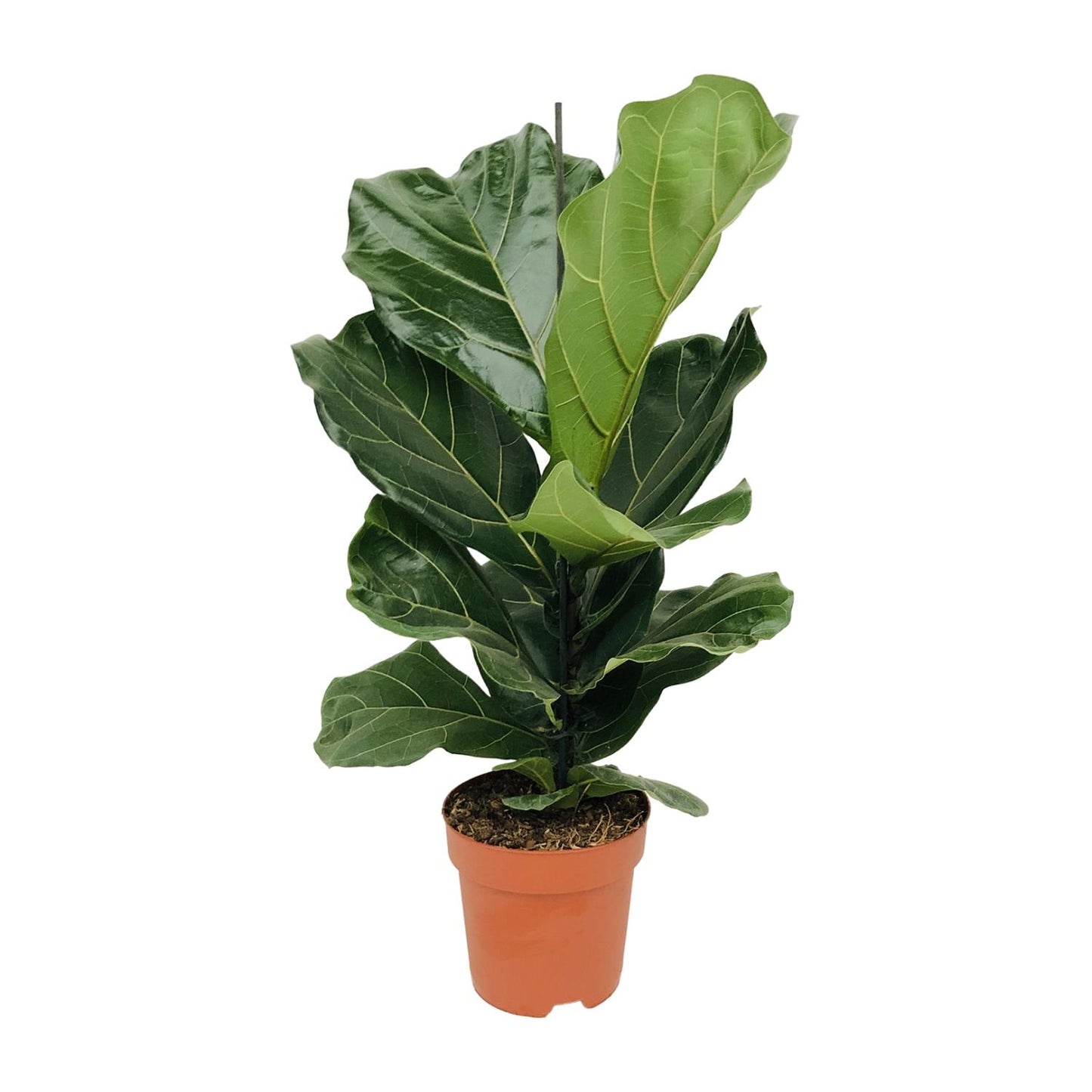 Ficus Lyrata (Geigenfeige) Ø17cm – bis 75cm hoch