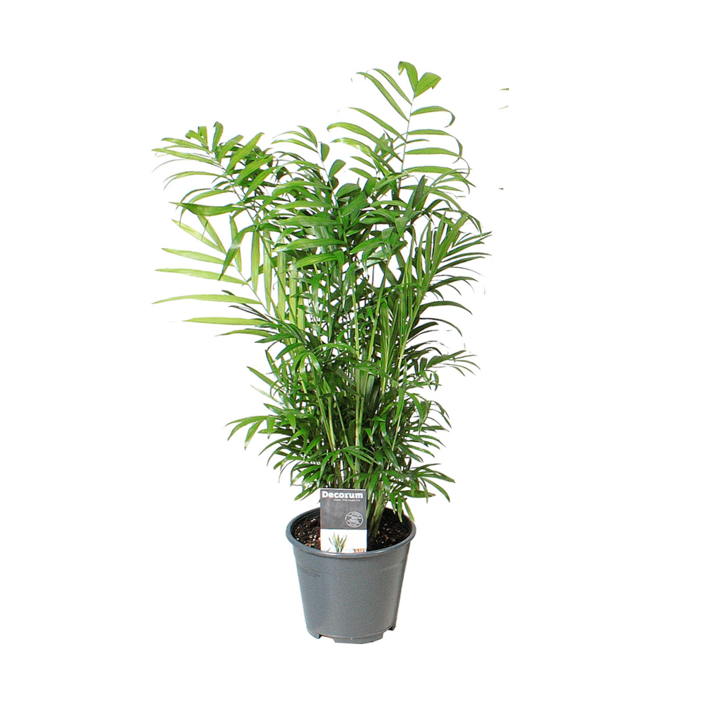 Chamaedorea Elegans – Pflegeleichte Zimmerpflanze Ø14cm