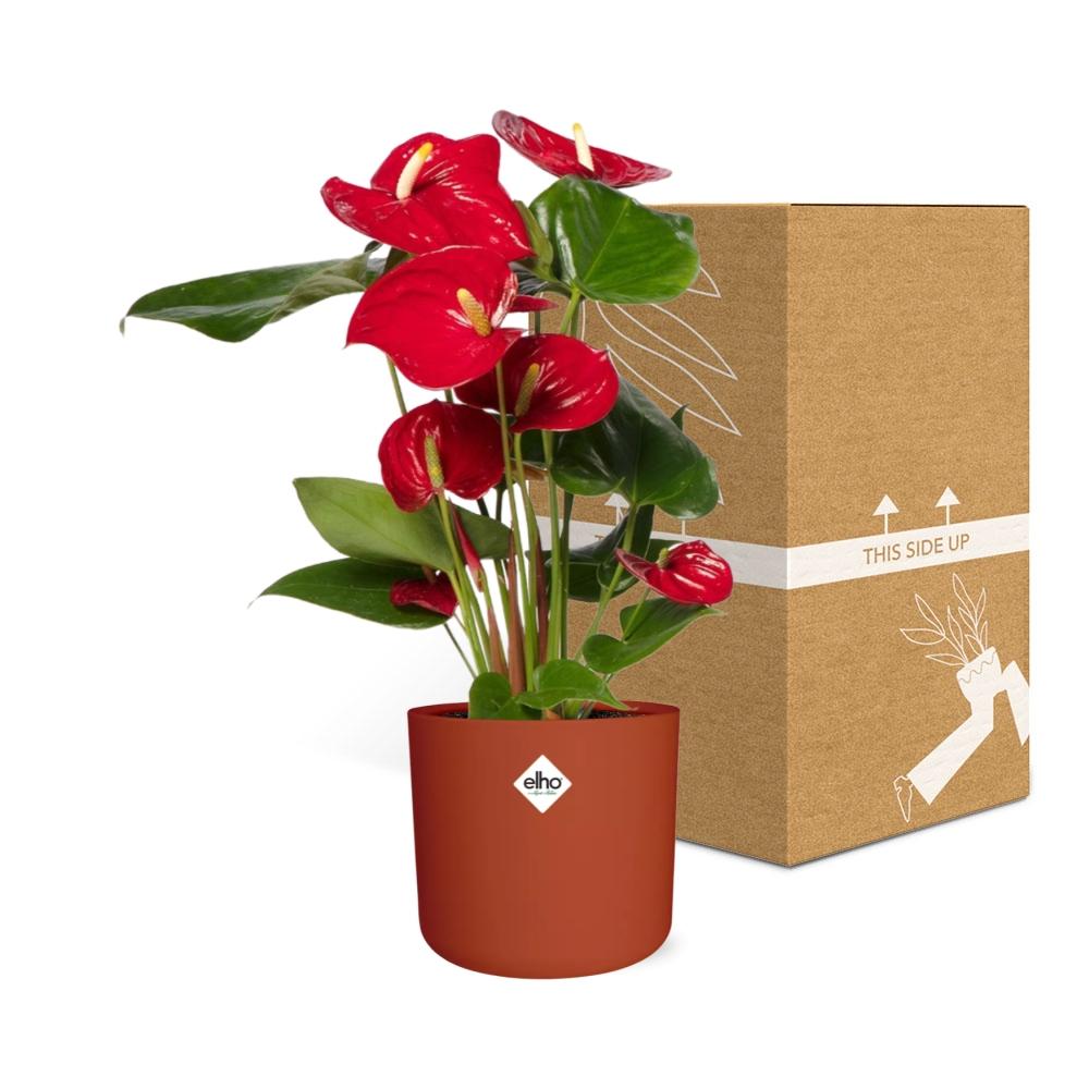 Anthurium Red 12cm im ELHO b.for soft rond 14cm Topf