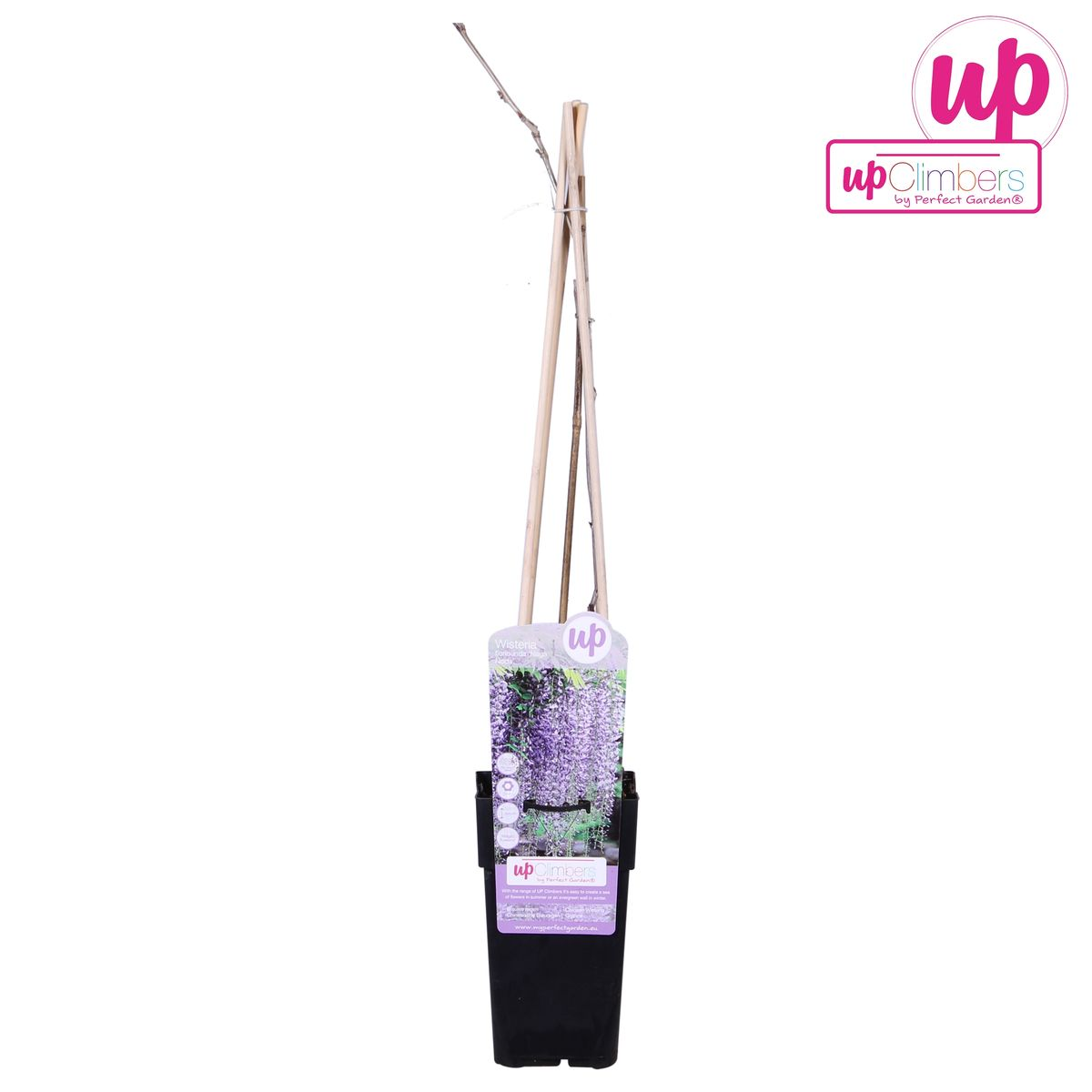 Wisteria floribunda 'Naga Noda' – Purpurner Regen – Ø15cm Topf
