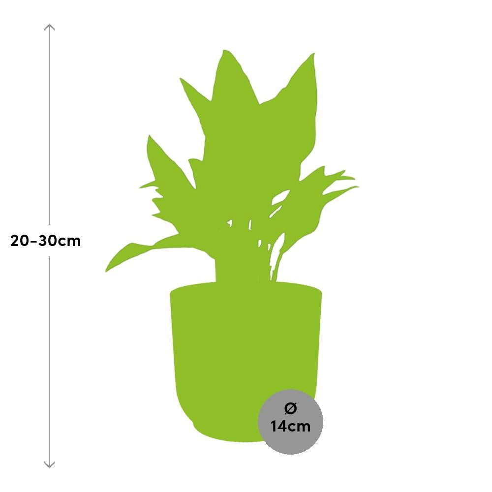 Aglaonema Maria in ELHO Vibes Fold 14cm gelb – Luftreinigende Zimmerpflanze