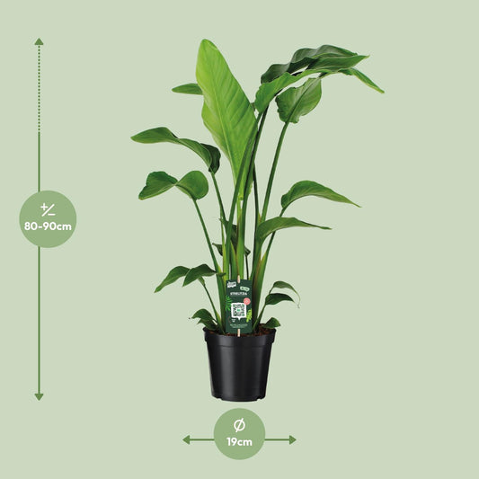Strelitzia Nicolai – Exotische Paradiesvogelblume Ø19cm, 90cm hoch