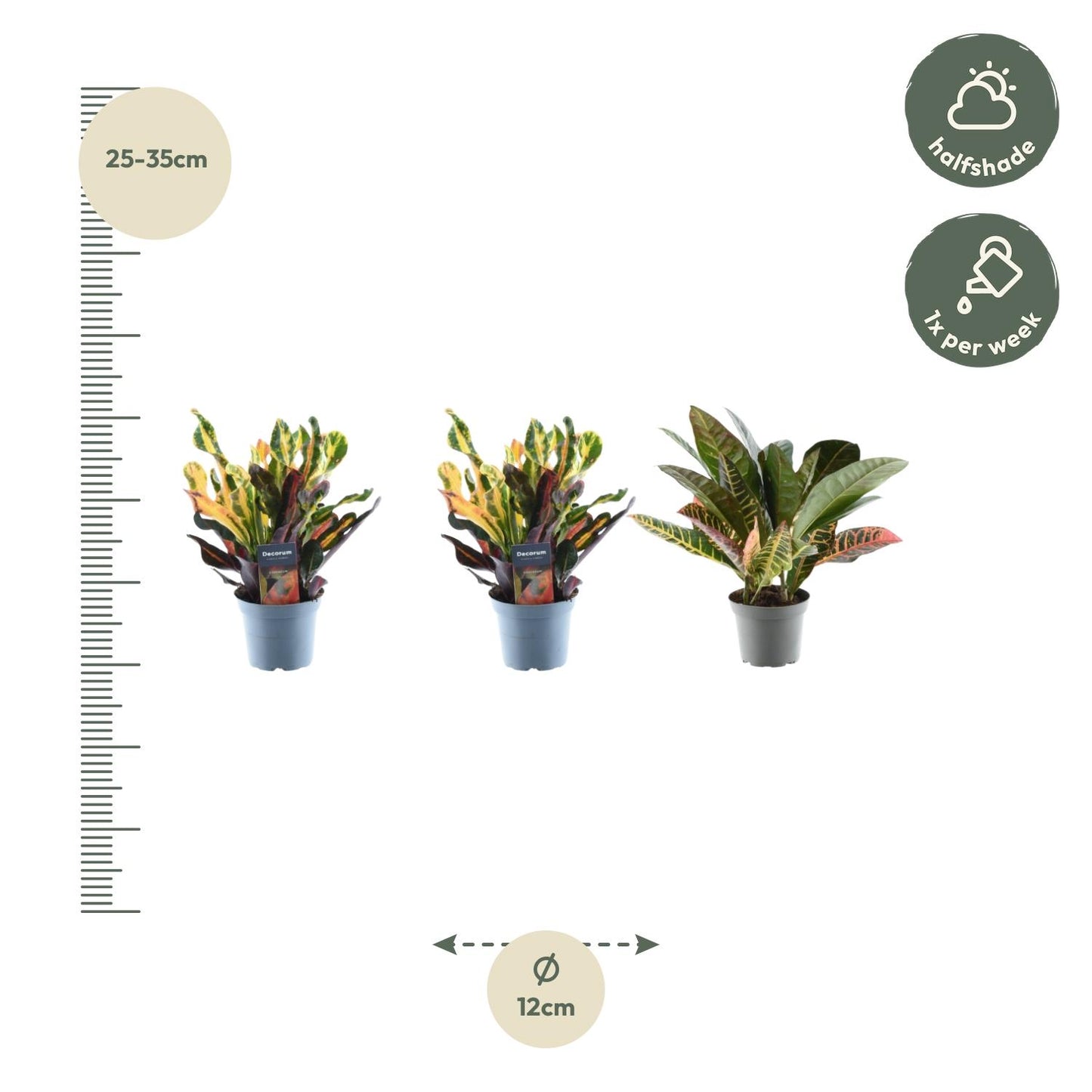 3x Croton Codiaeum Mix – 30 cm, Ø 12 cm – Bunte Zimmerpflanze
