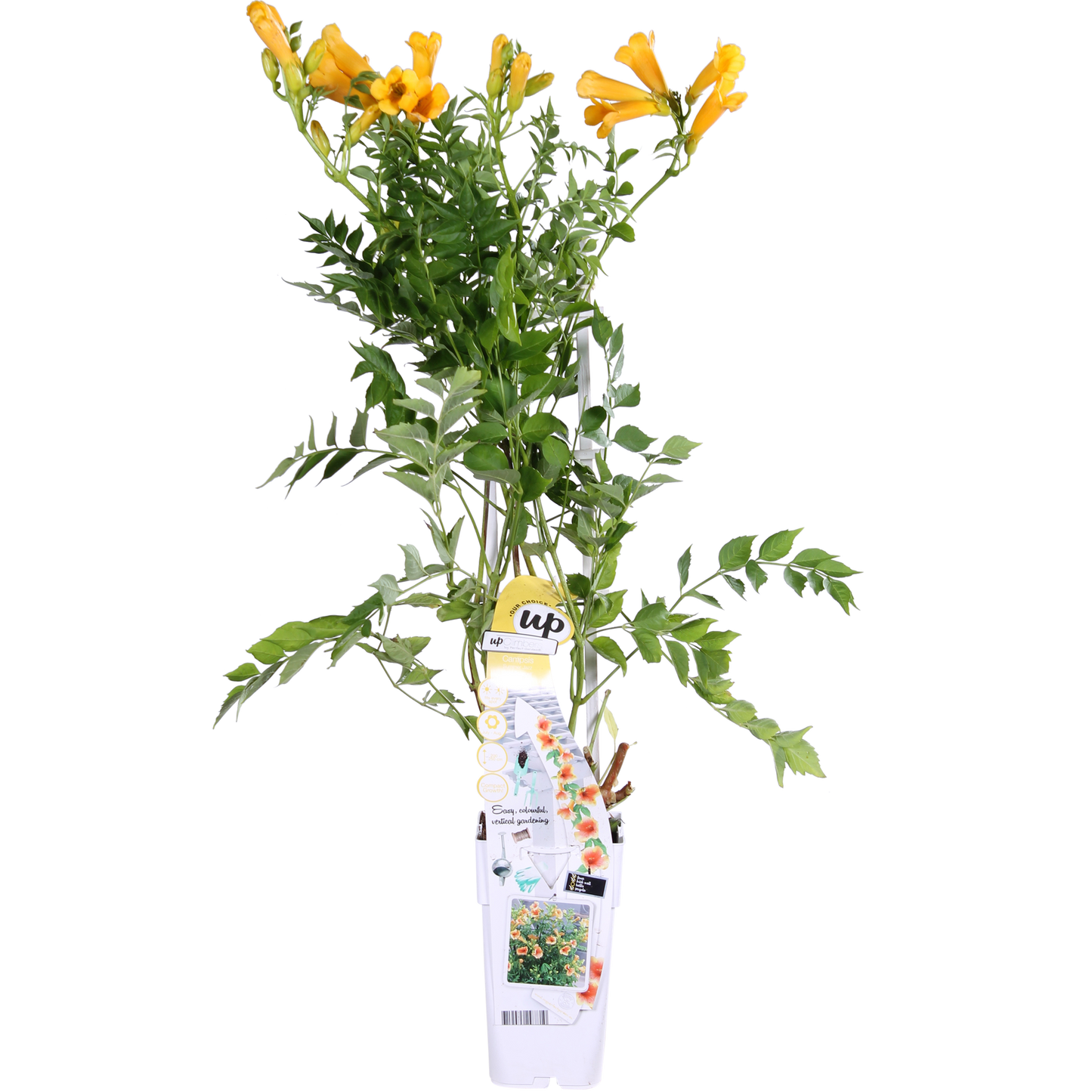 Trompetenblume 'Summer Jazz Gold' – pflegeleichte Kletterpflanze