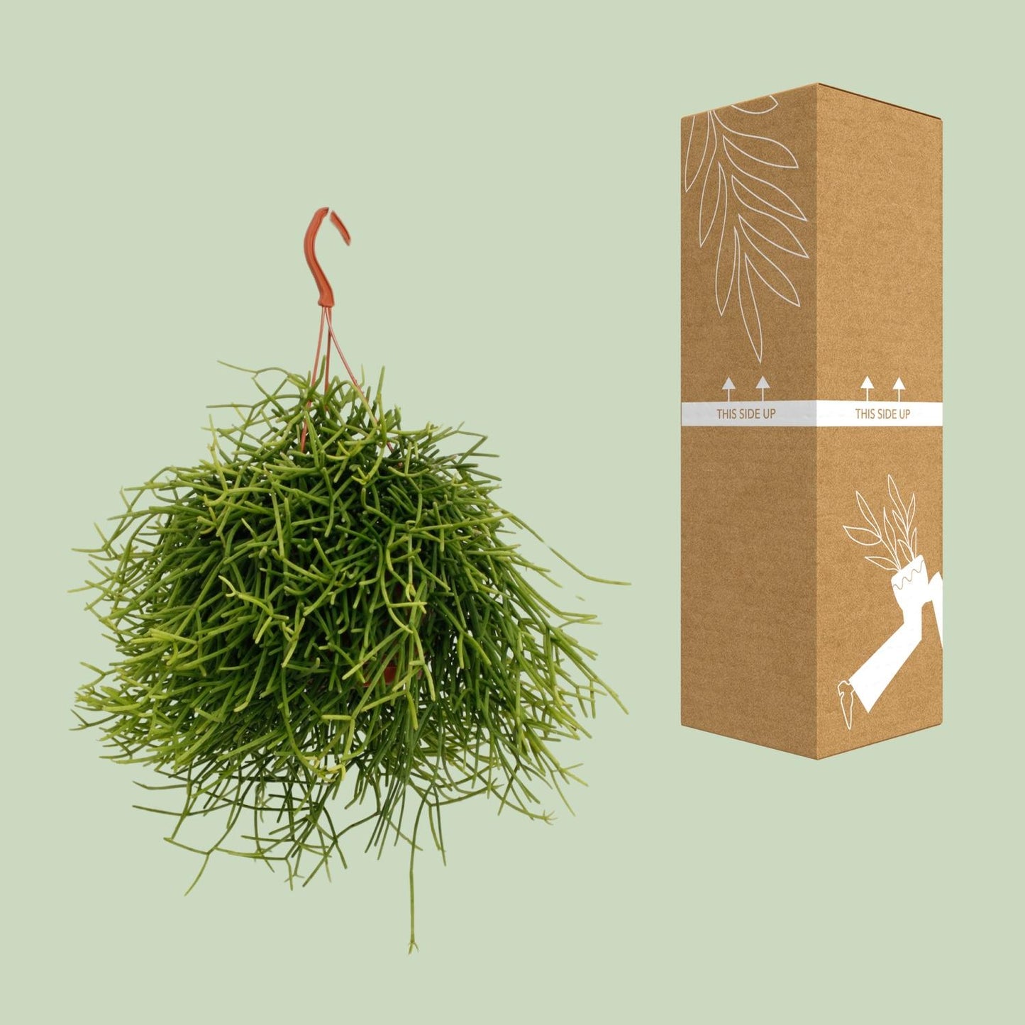 Rhipsalis Heteroclada – Pflegeleichte luftreinigende Zimmerpflanze Ø17cm