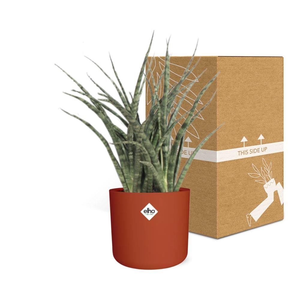 Sansevieria Fernwood Punk – Pflegeleichte Schwiegermutterzunge 14cm